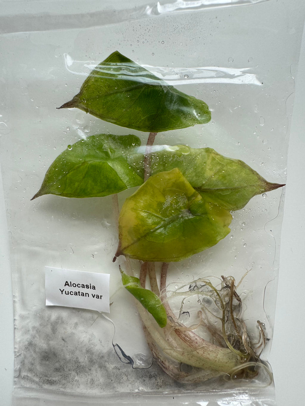 Alocasia Yucatan var
