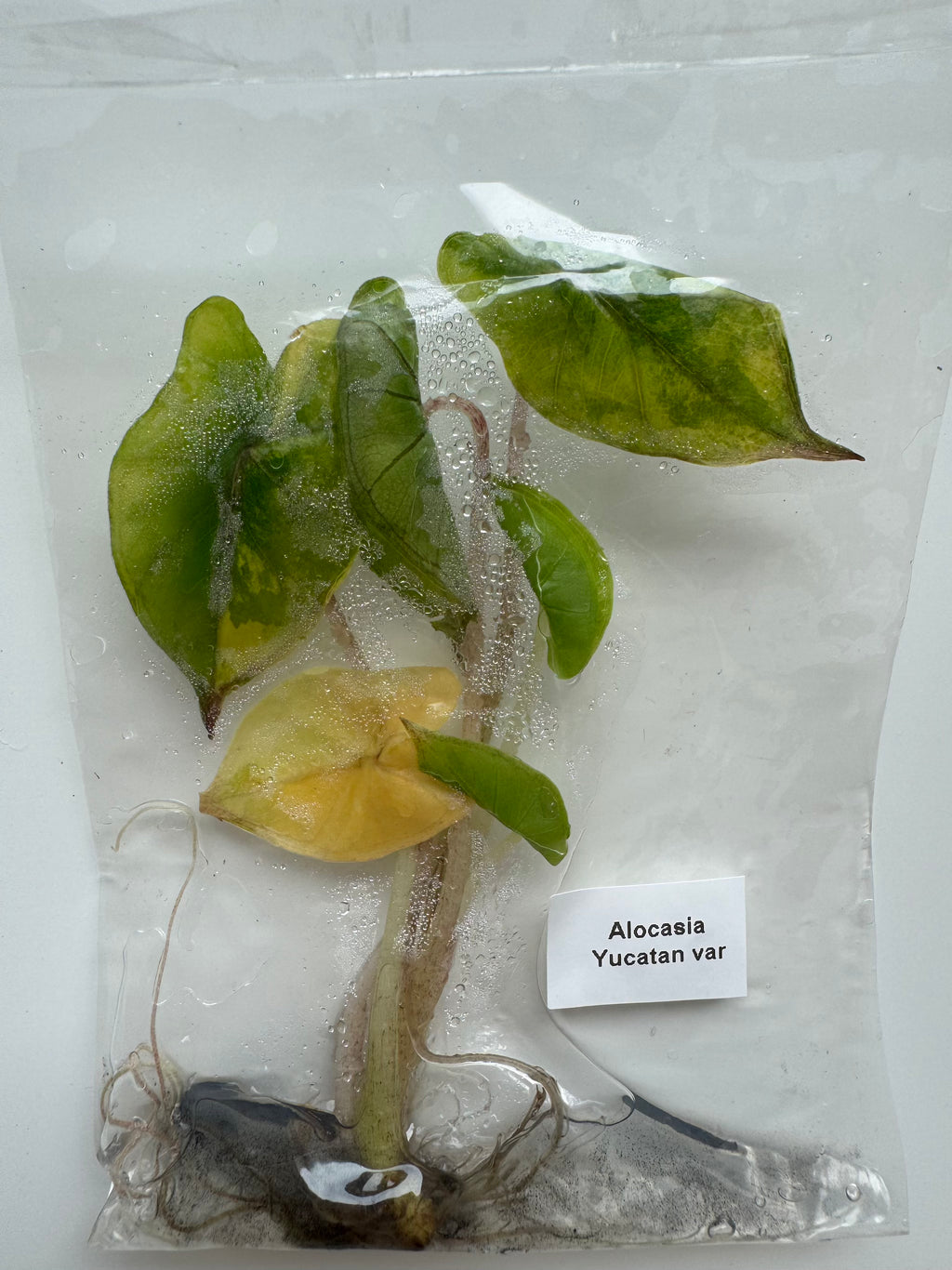Alocasia Yucatan var