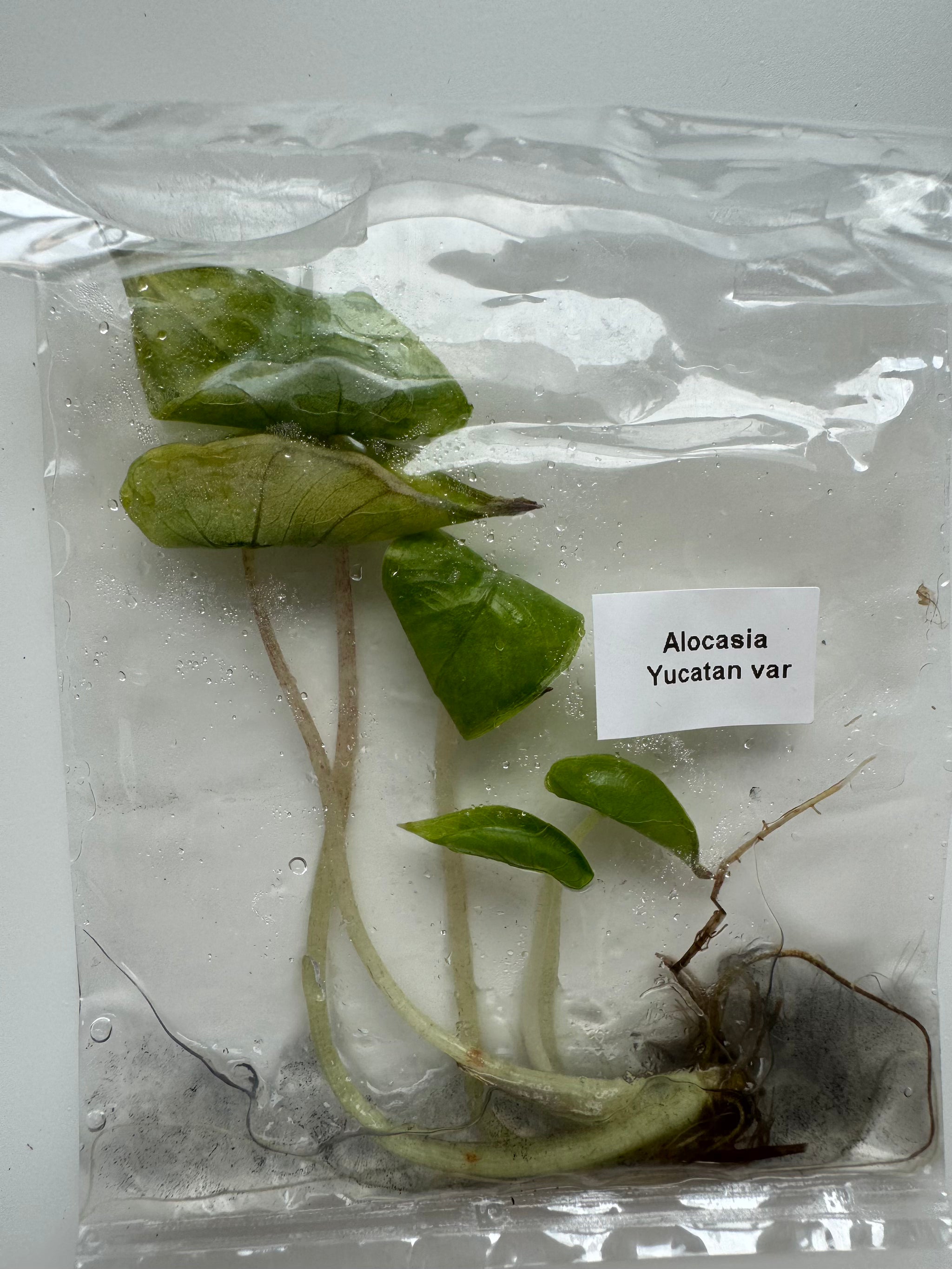 Alocasia Yucatan var