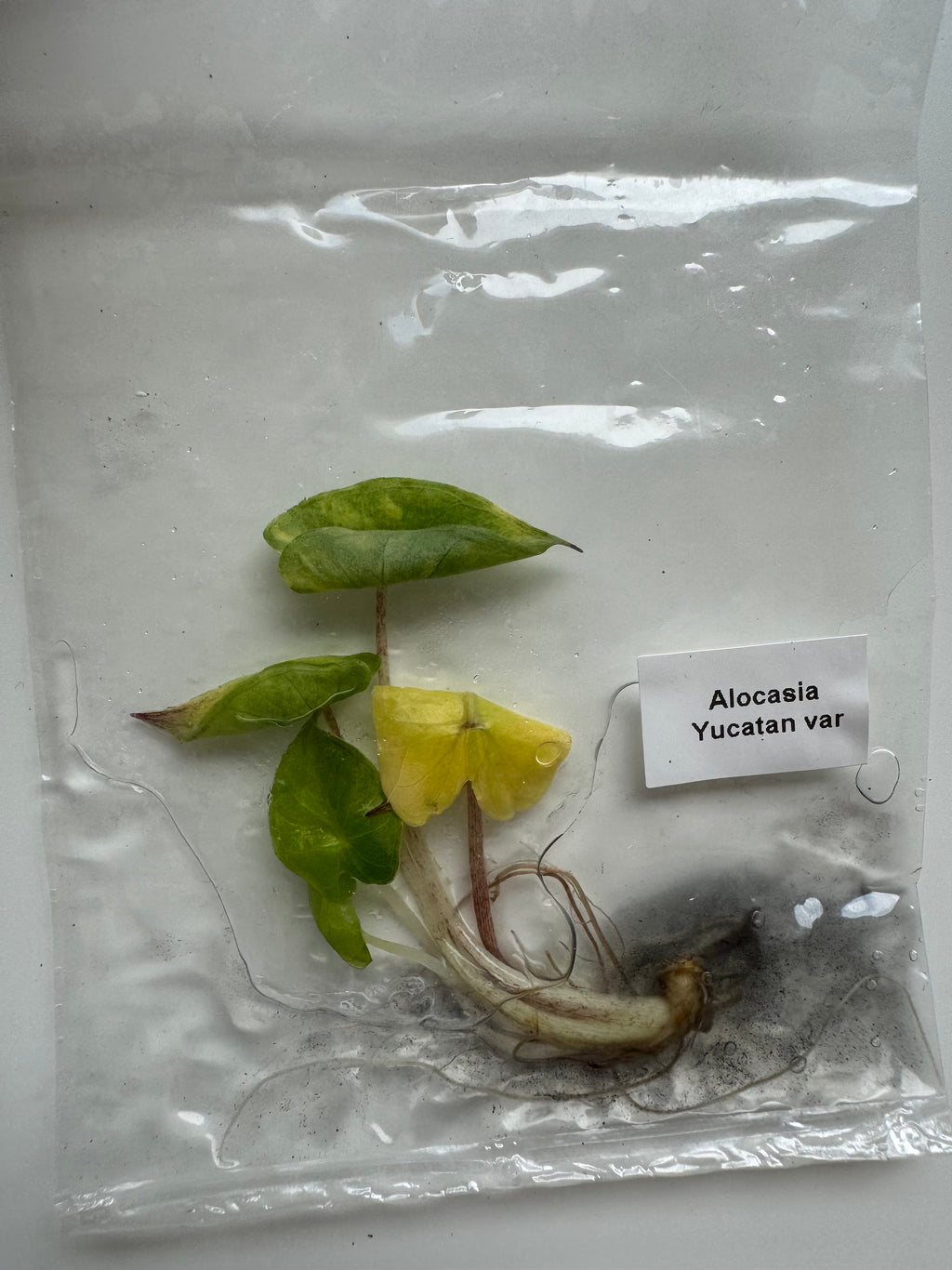 Alocasia Yucatan var