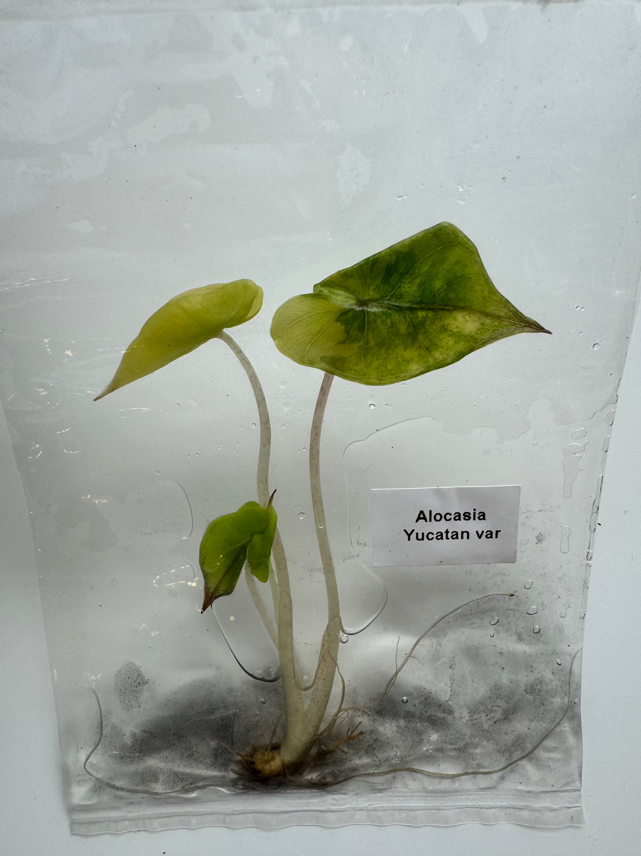 Alocasia Yucatan var