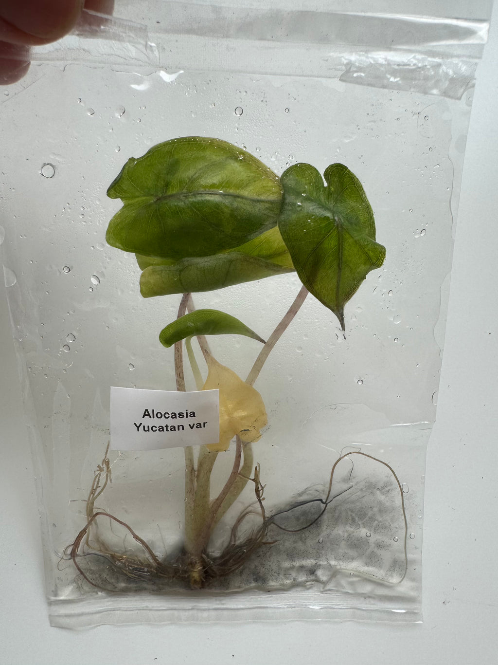 Alocasia Yucatan var