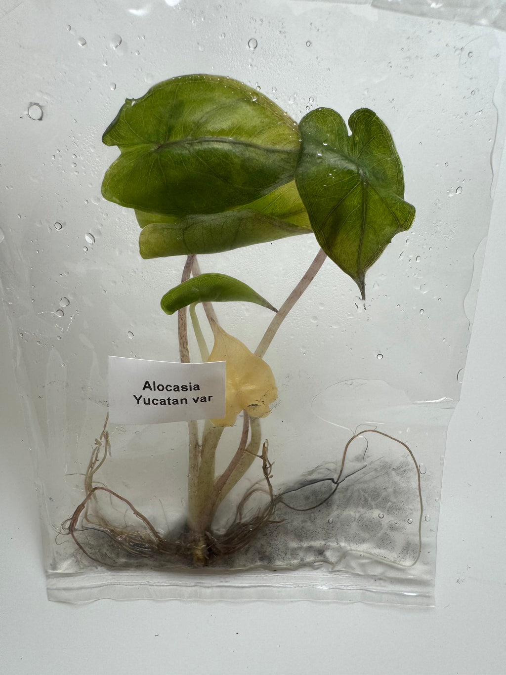 Alocasia Yucatan var