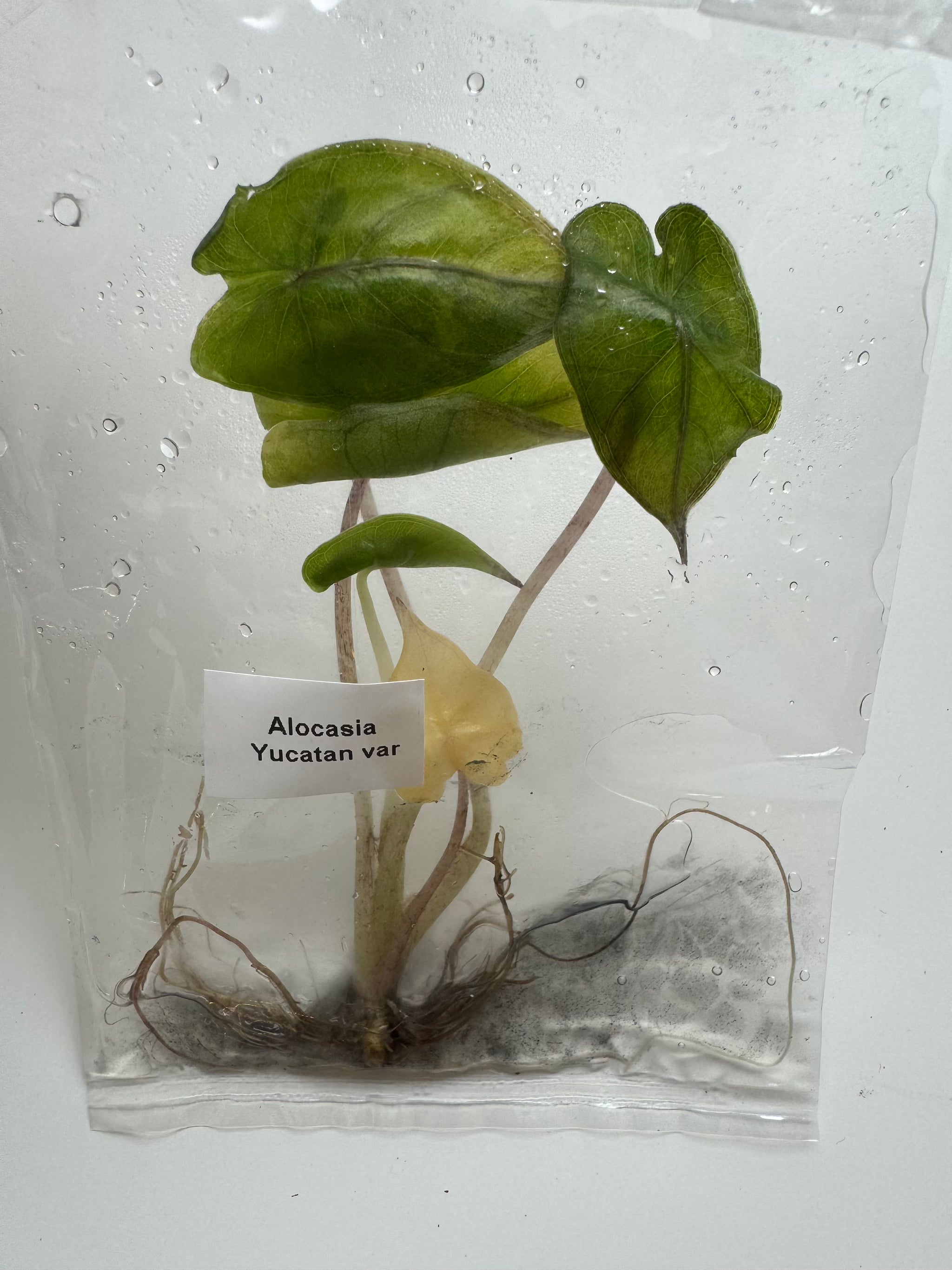 Alocasia Yucatan var