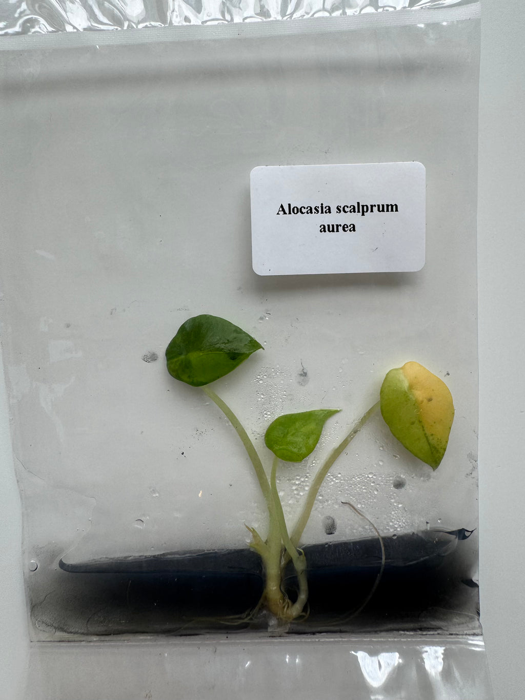 Alocasia Scalprum Aurea