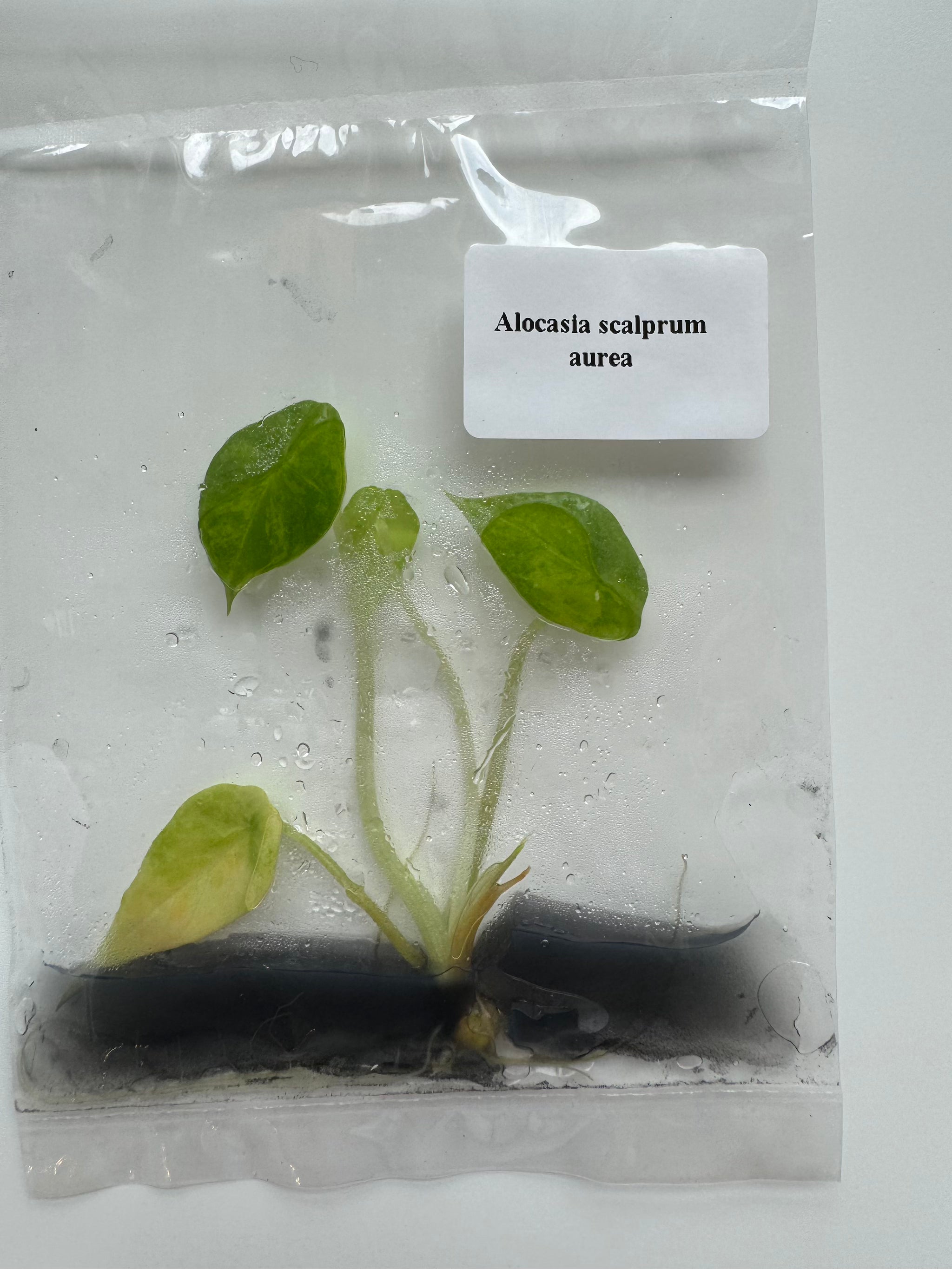 Alocasia Scalprum Aurea