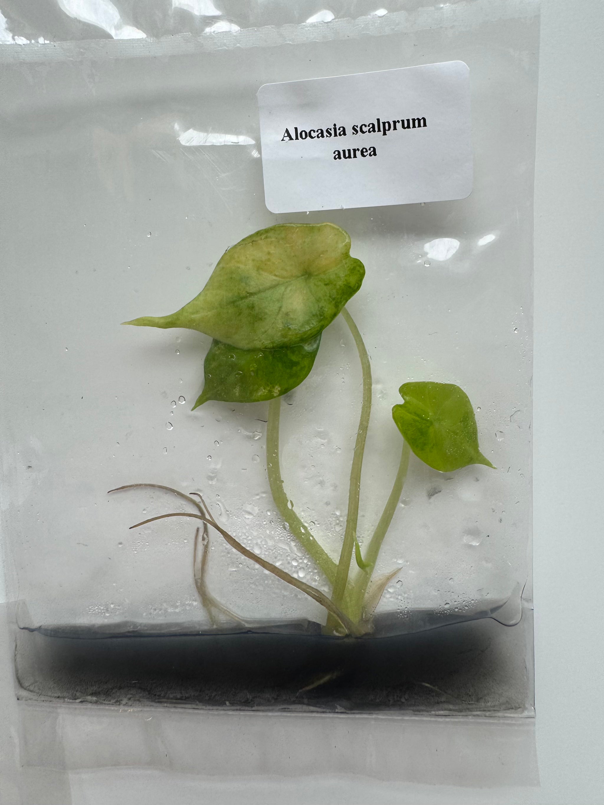 Alocasia Scalprum Aurea
