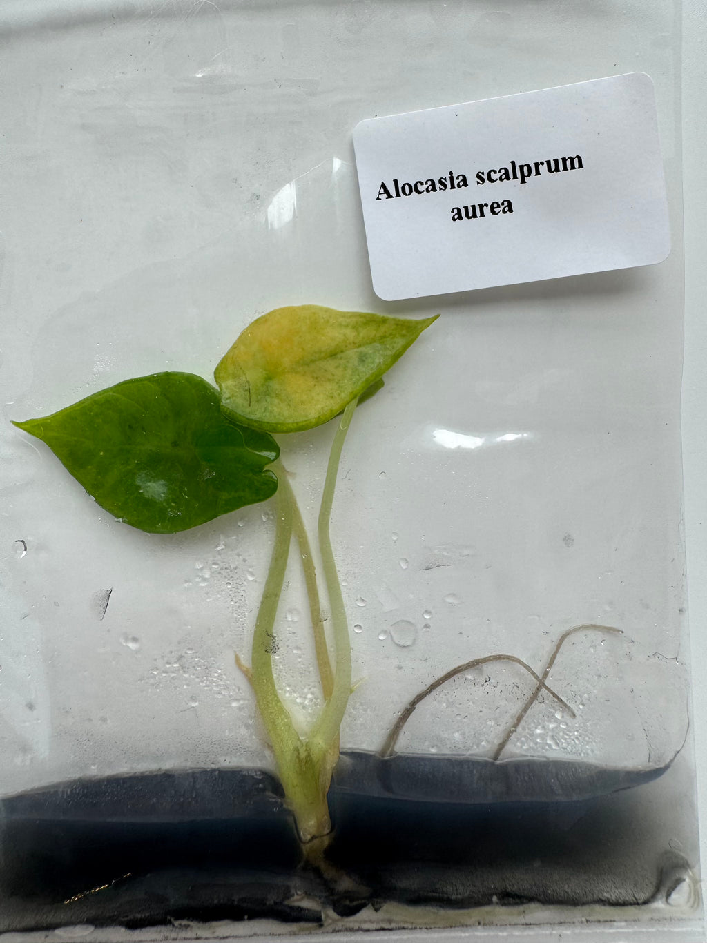 Alocasia Scalprum Aurea
