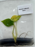 Alocasia Scalprum Aurea