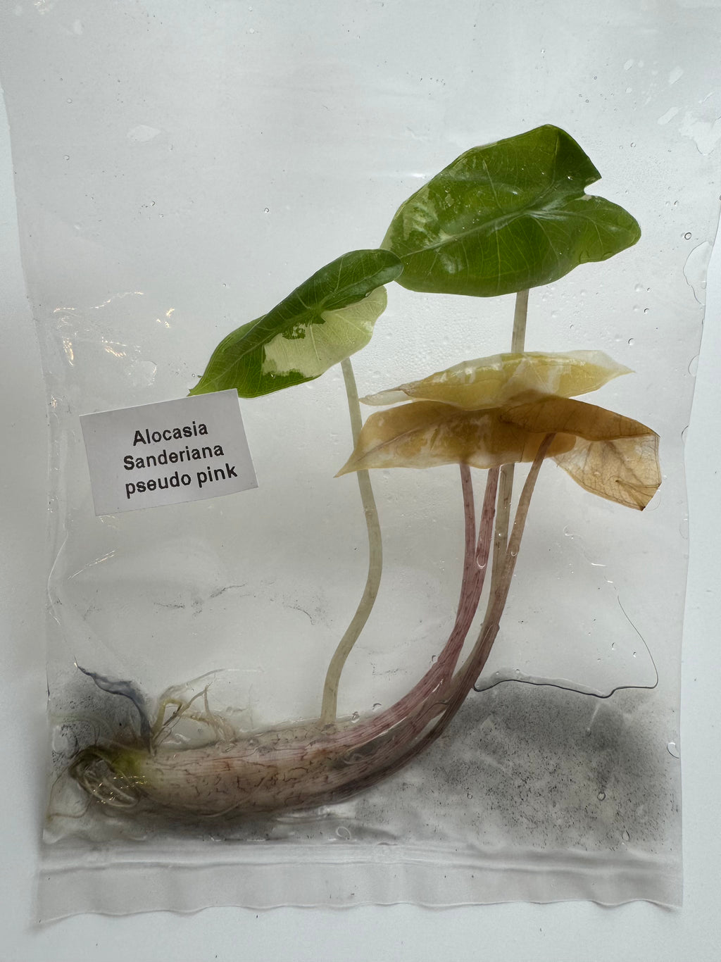 Alocasia Sanderiana pseudo pink