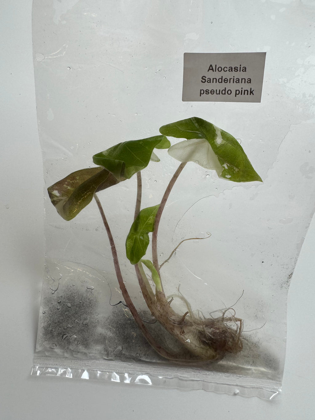 Alocasia Sanderiana pseudo pink