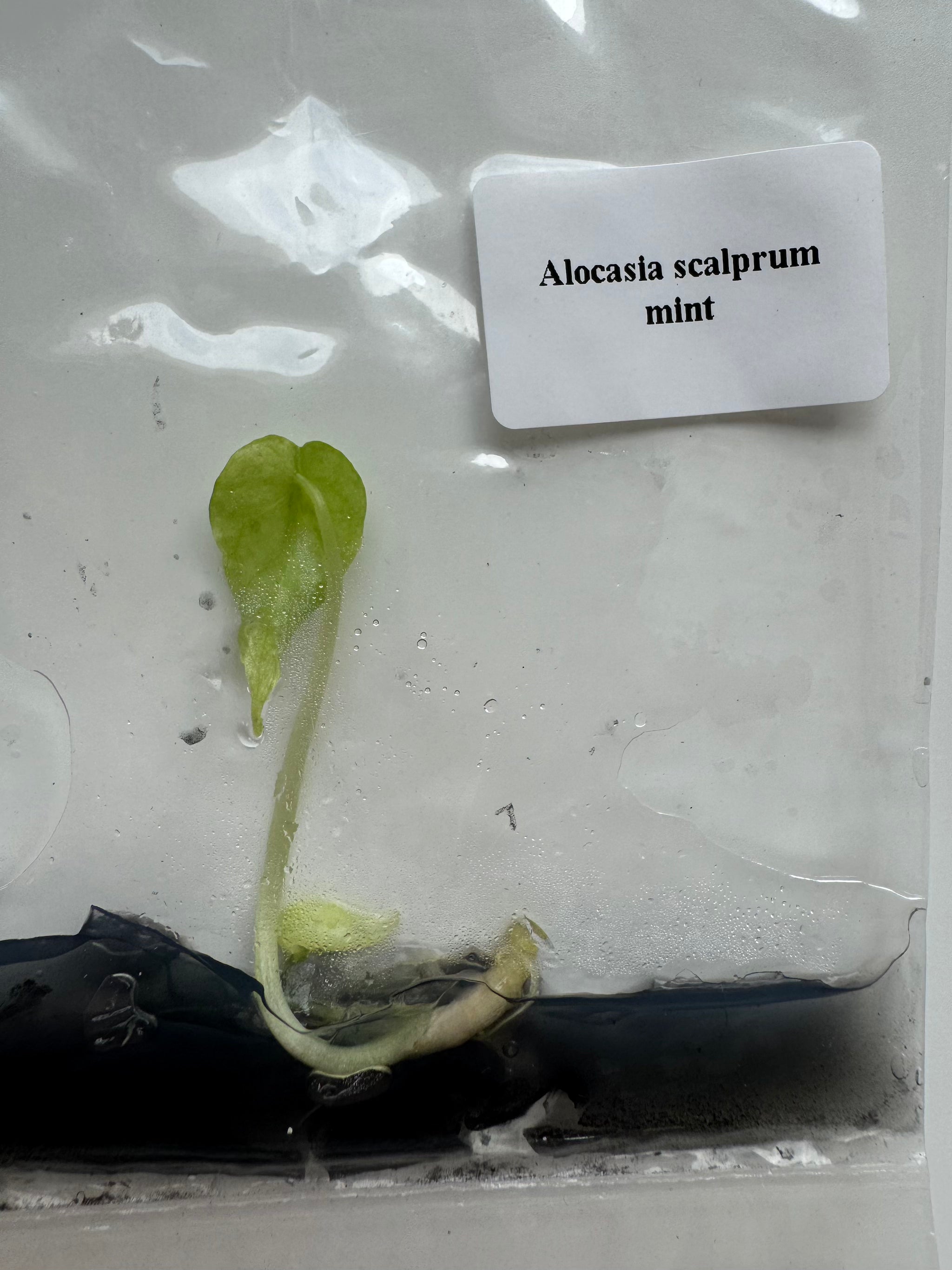Alocasia Scalprum Mint