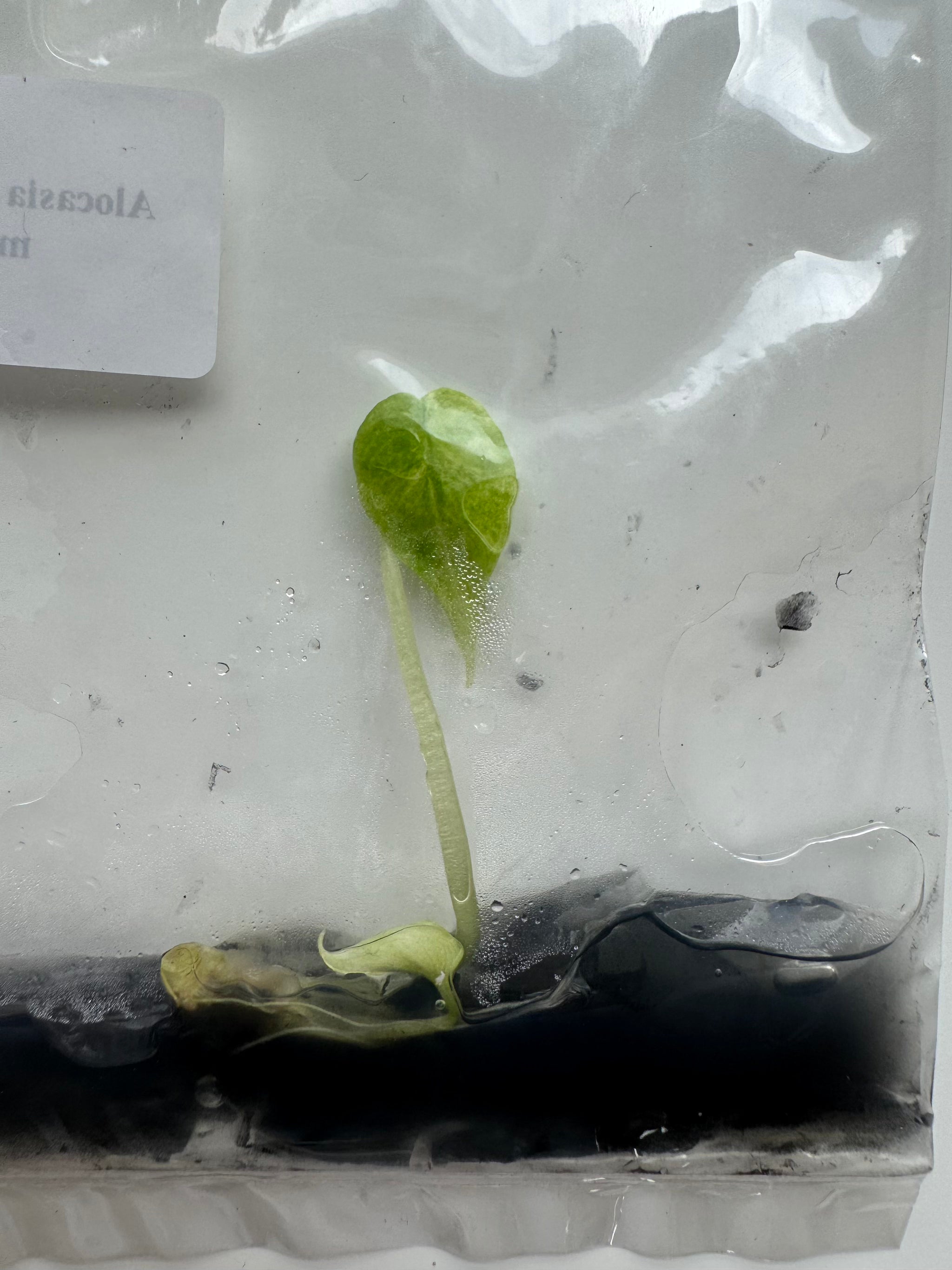 Alocasia Scalprum Mint
