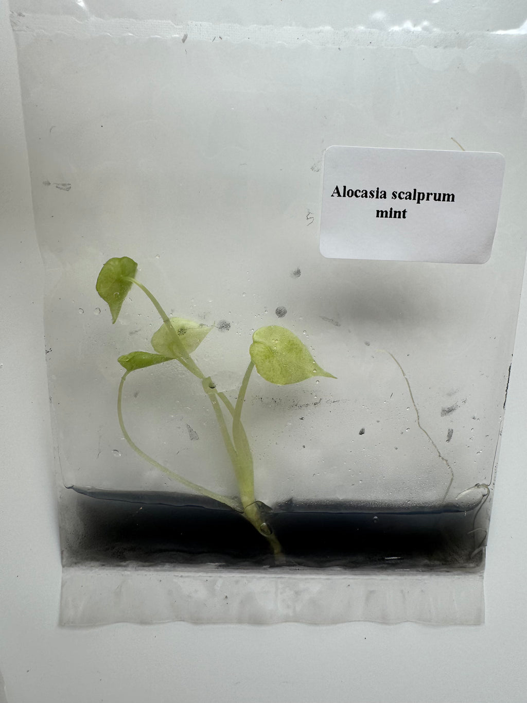 Alocasia Scalprum Mint