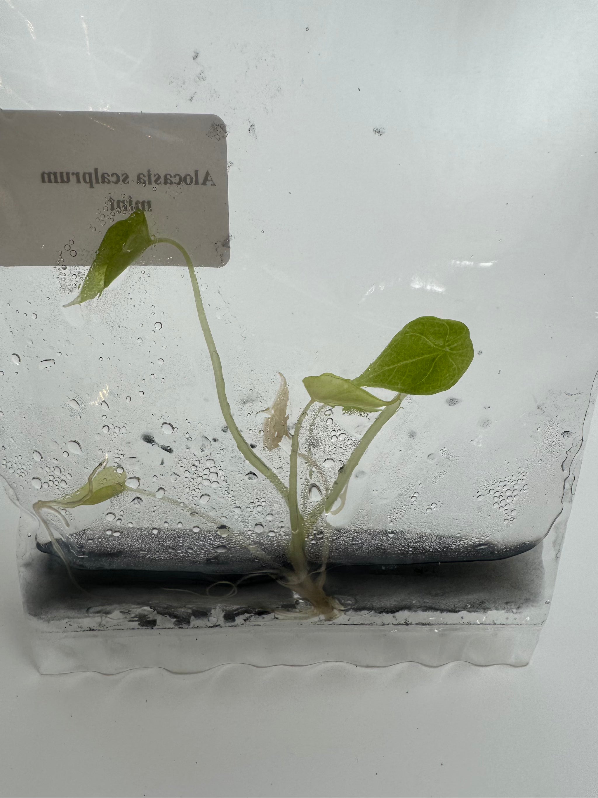 Alocasia Scalprum Mint