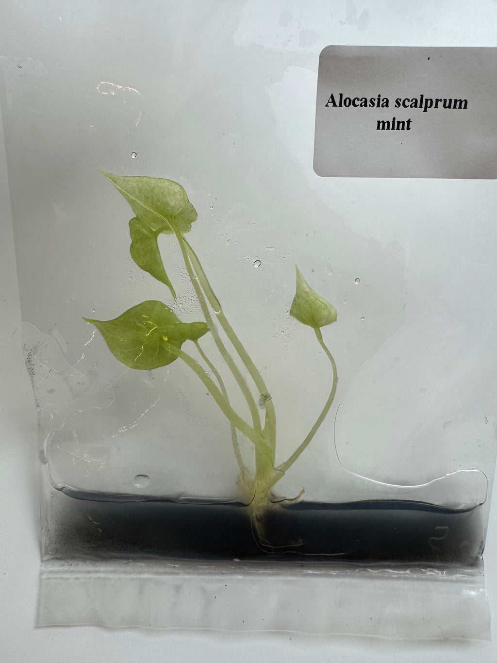 Alocasia Scalprum Mint
