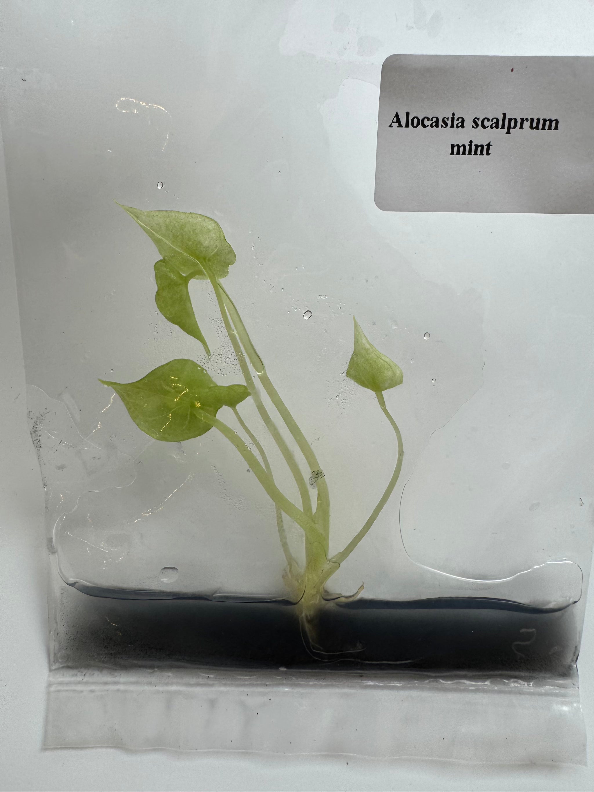 Alocasia Scalprum Mint