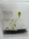 Alocasia Scalprum Mint