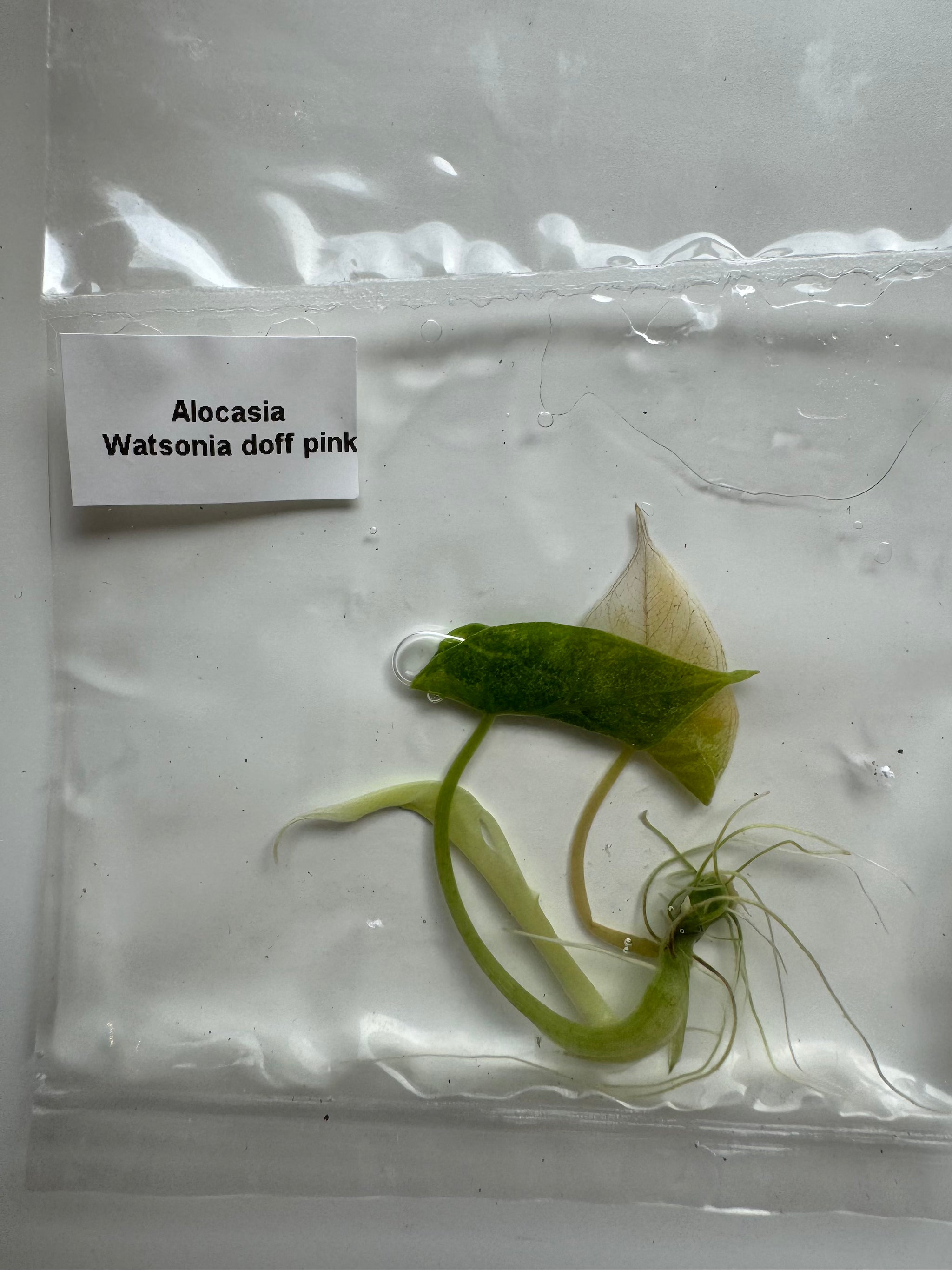 Alocasia Watsonia doff pink
