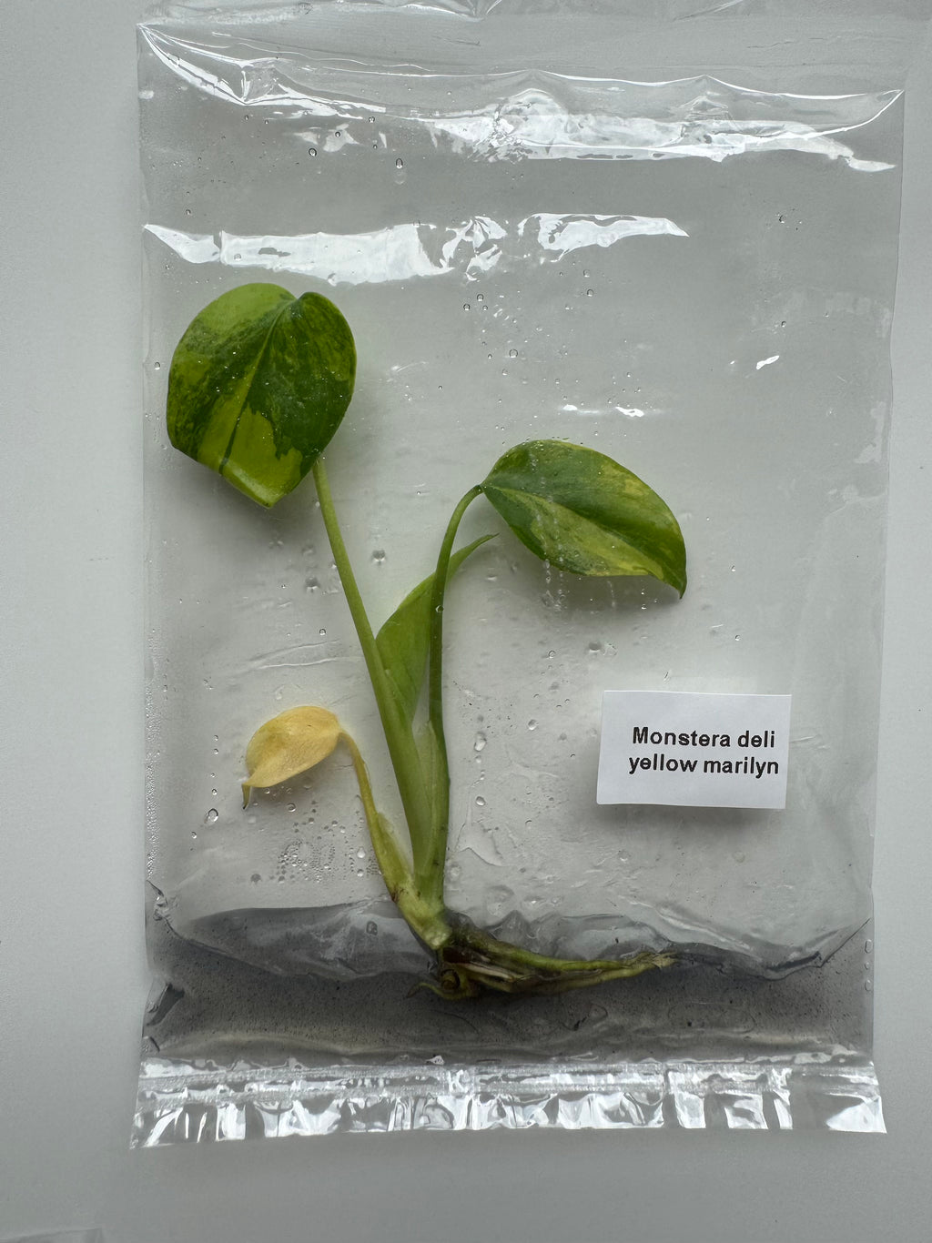 Monstera Deliciosa Yellow Marilyn