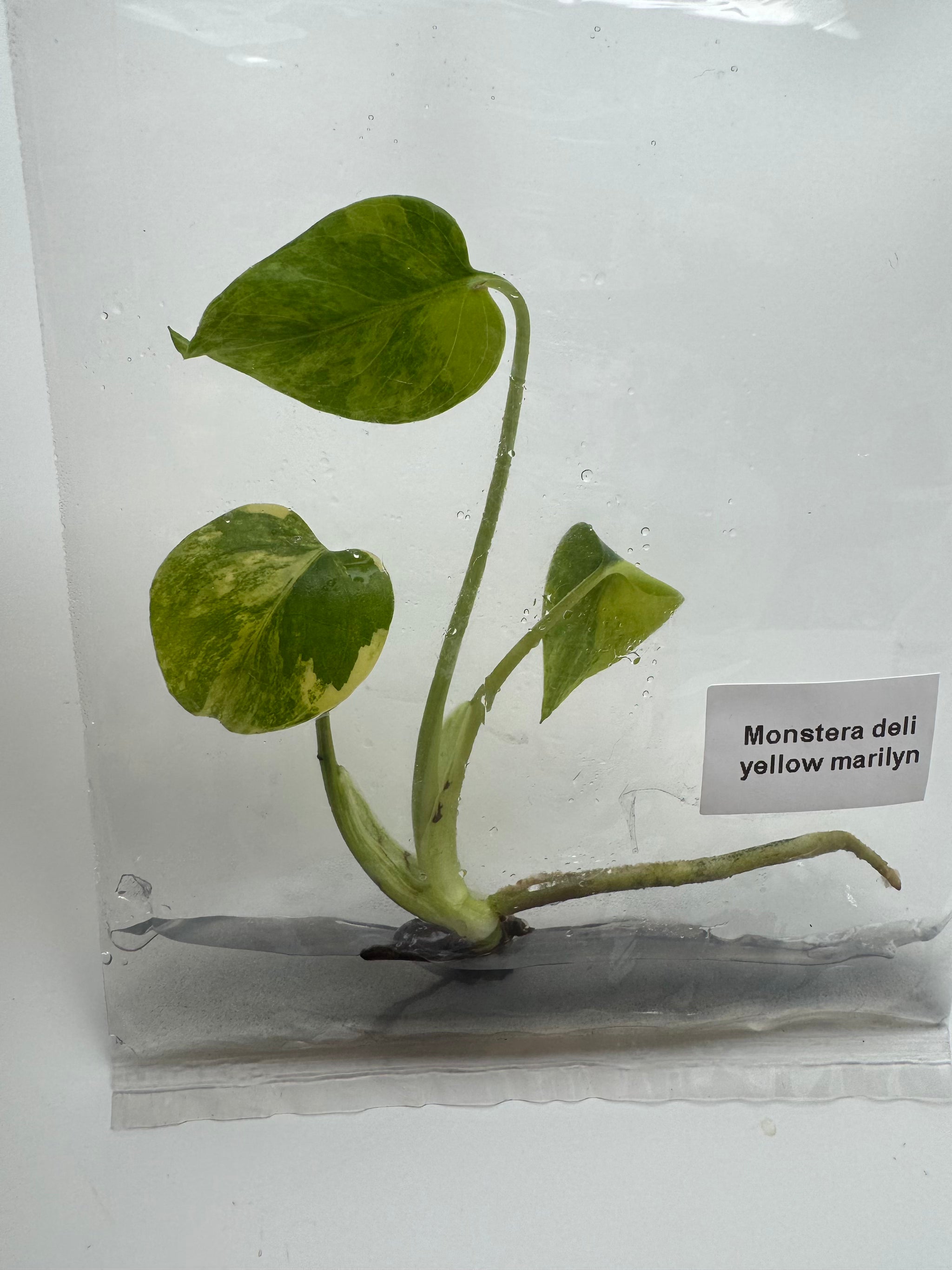 Monstera Deliciosa Yellow Marilyn