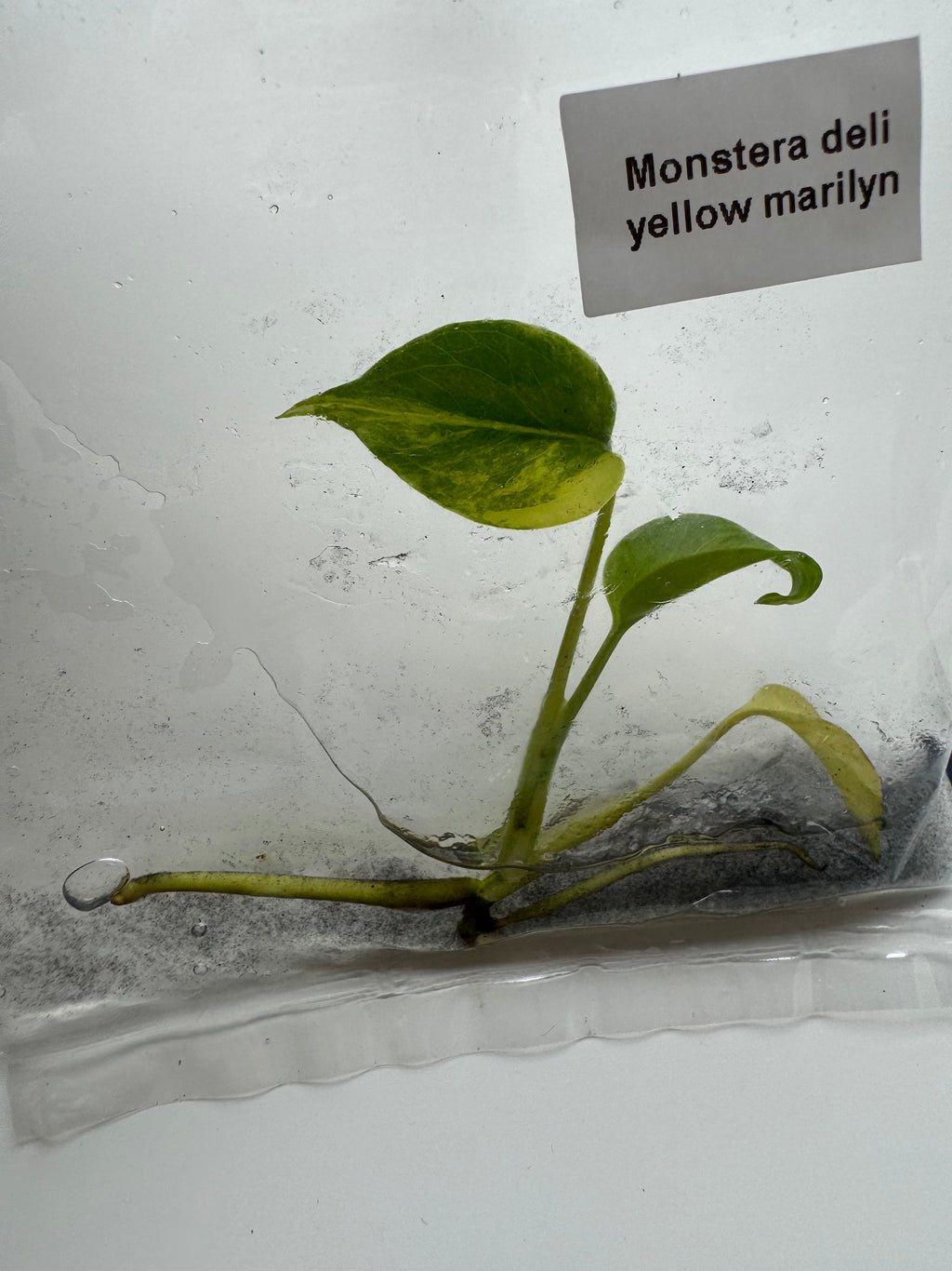 Monstera Deliciosa Yellow Marilyn