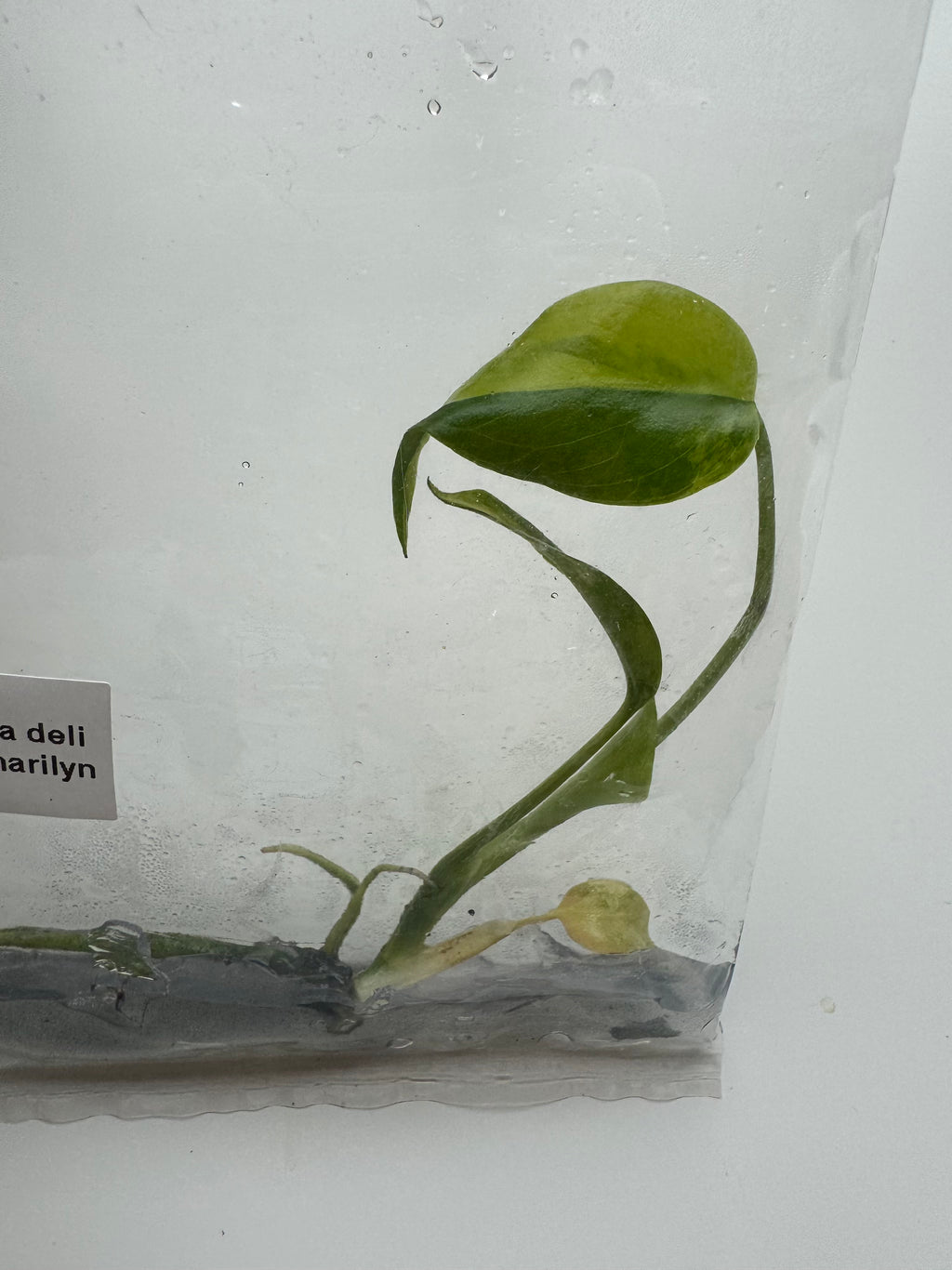 Monstera Deliciosa Yellow Marilyn