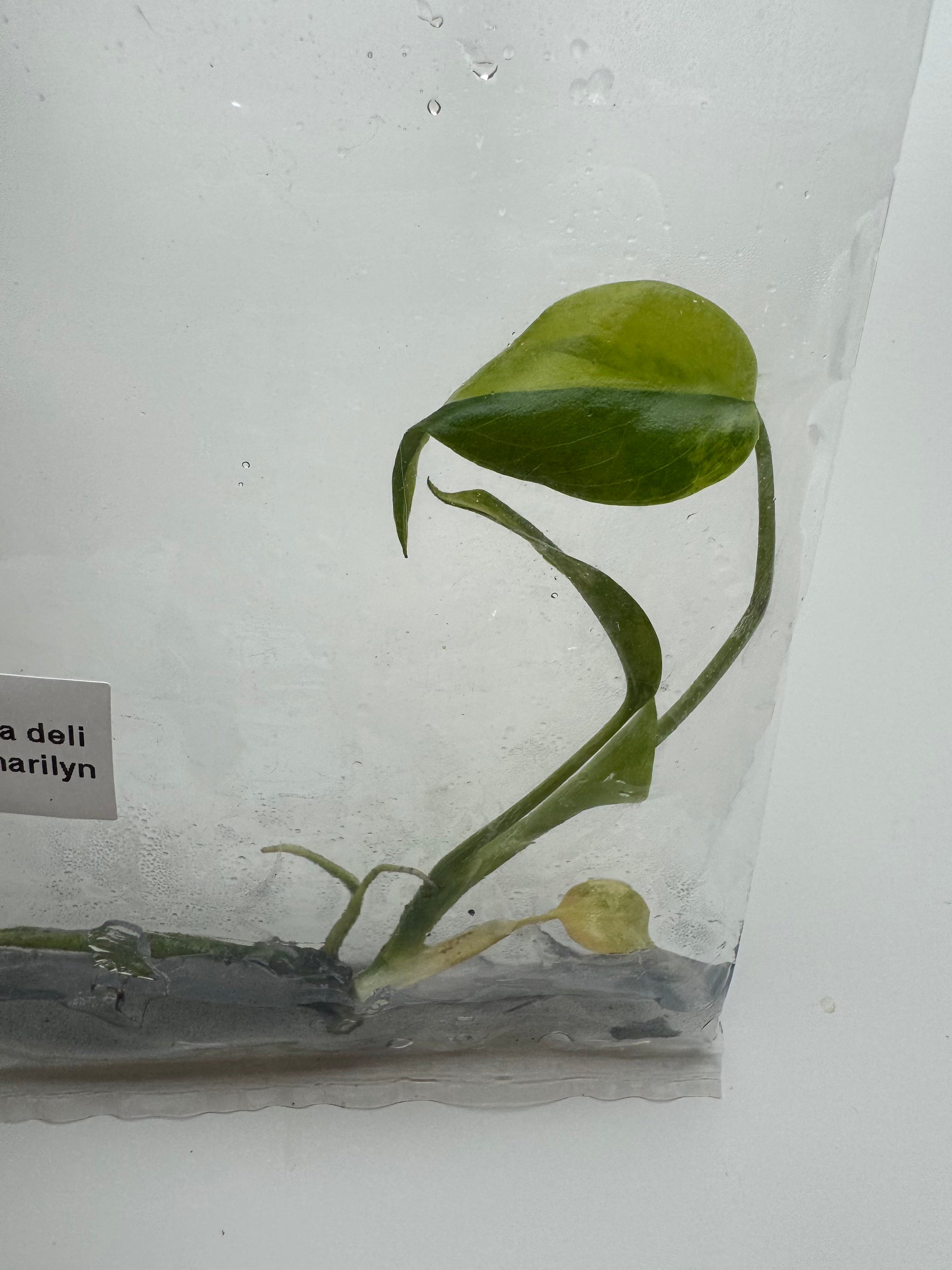 Monstera Deliciosa Yellow Marilyn