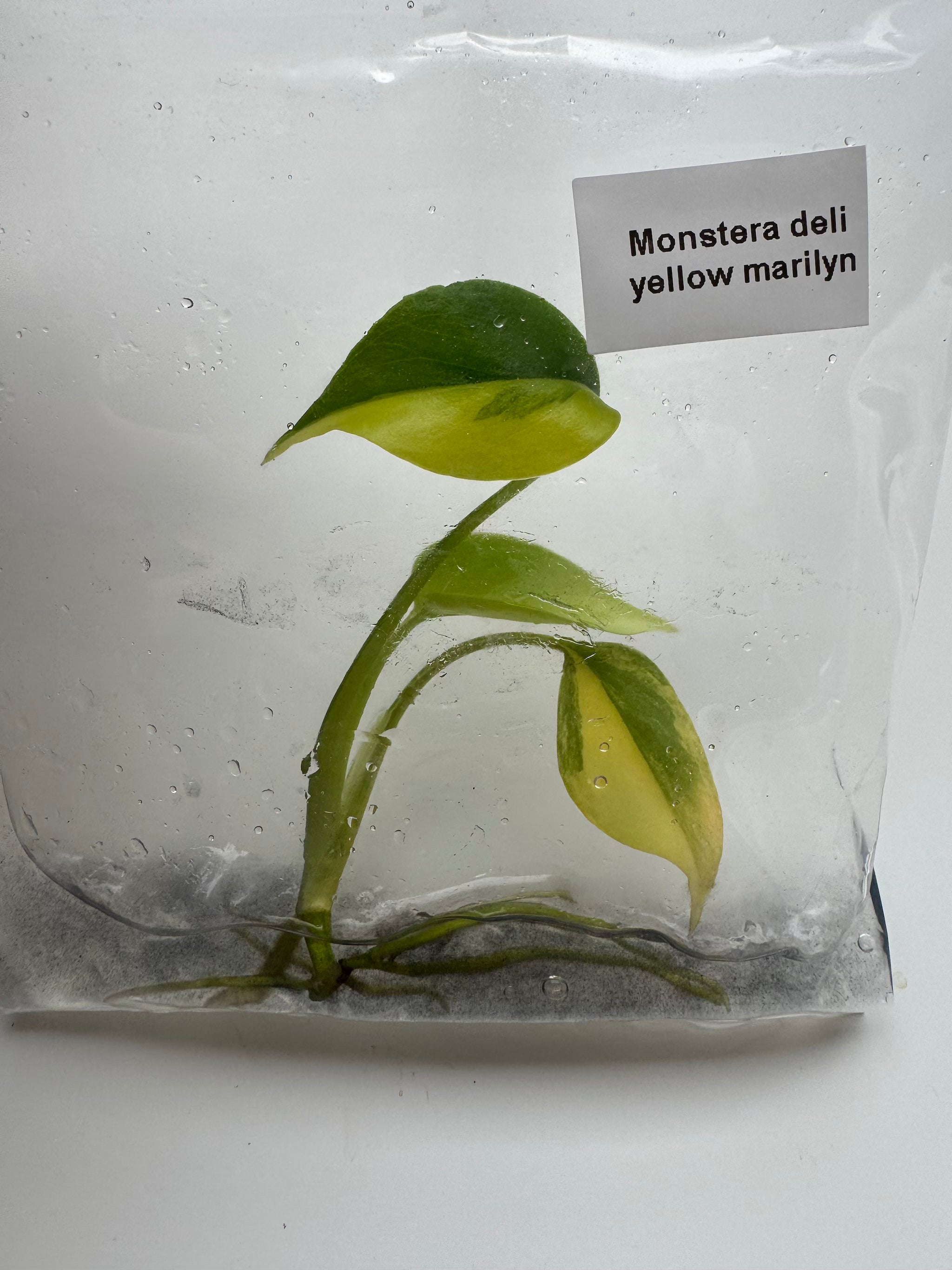 Monstera Deliciosa Yellow Marilyn