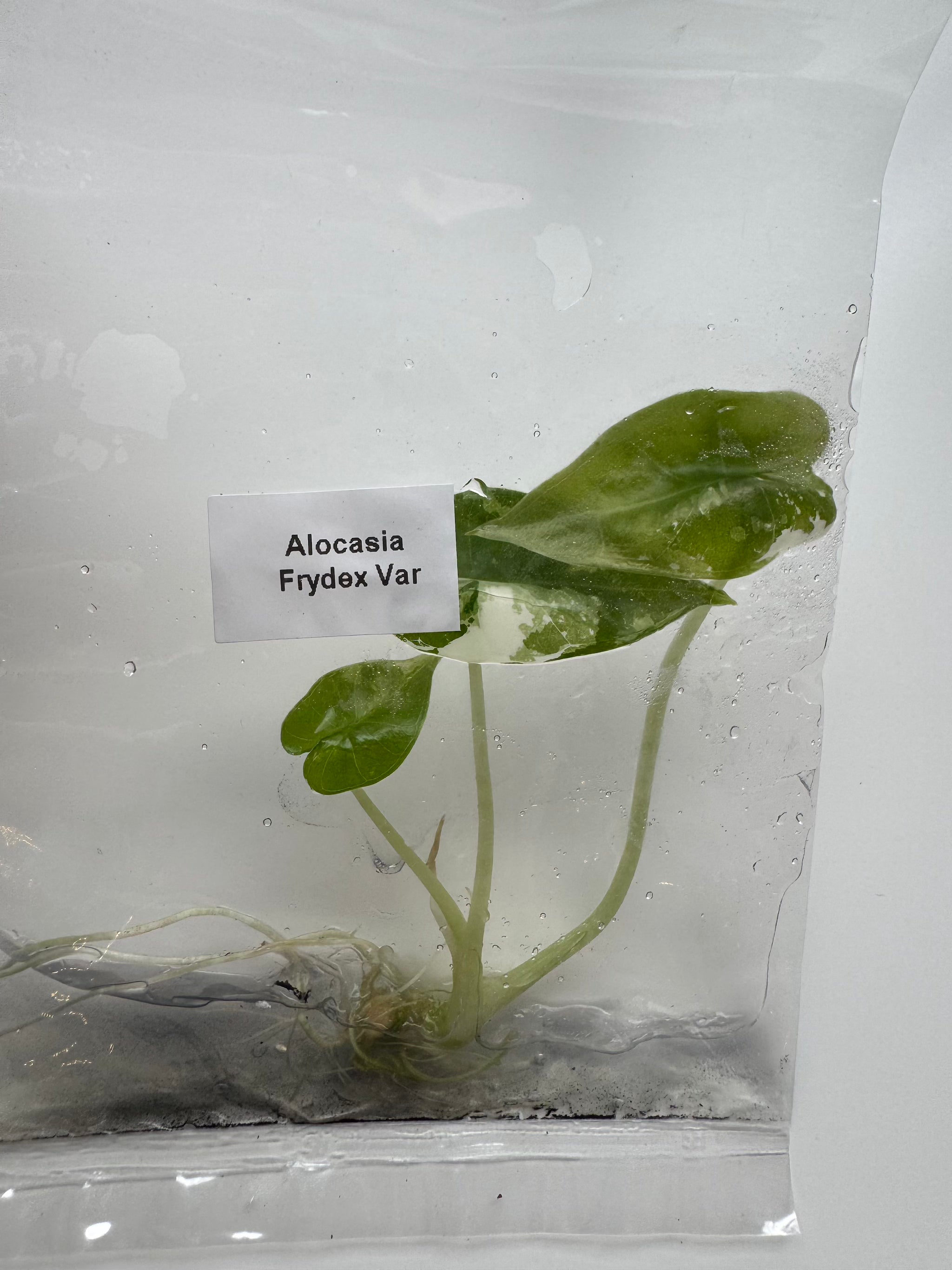 Alocasia Frydek albo