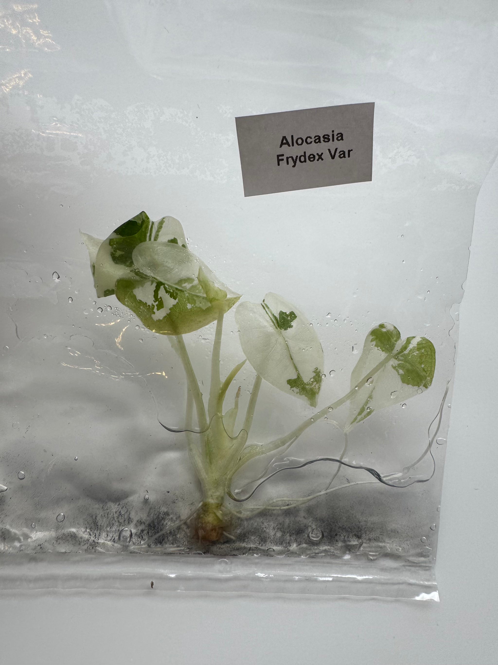 Alocasia Frydek albo