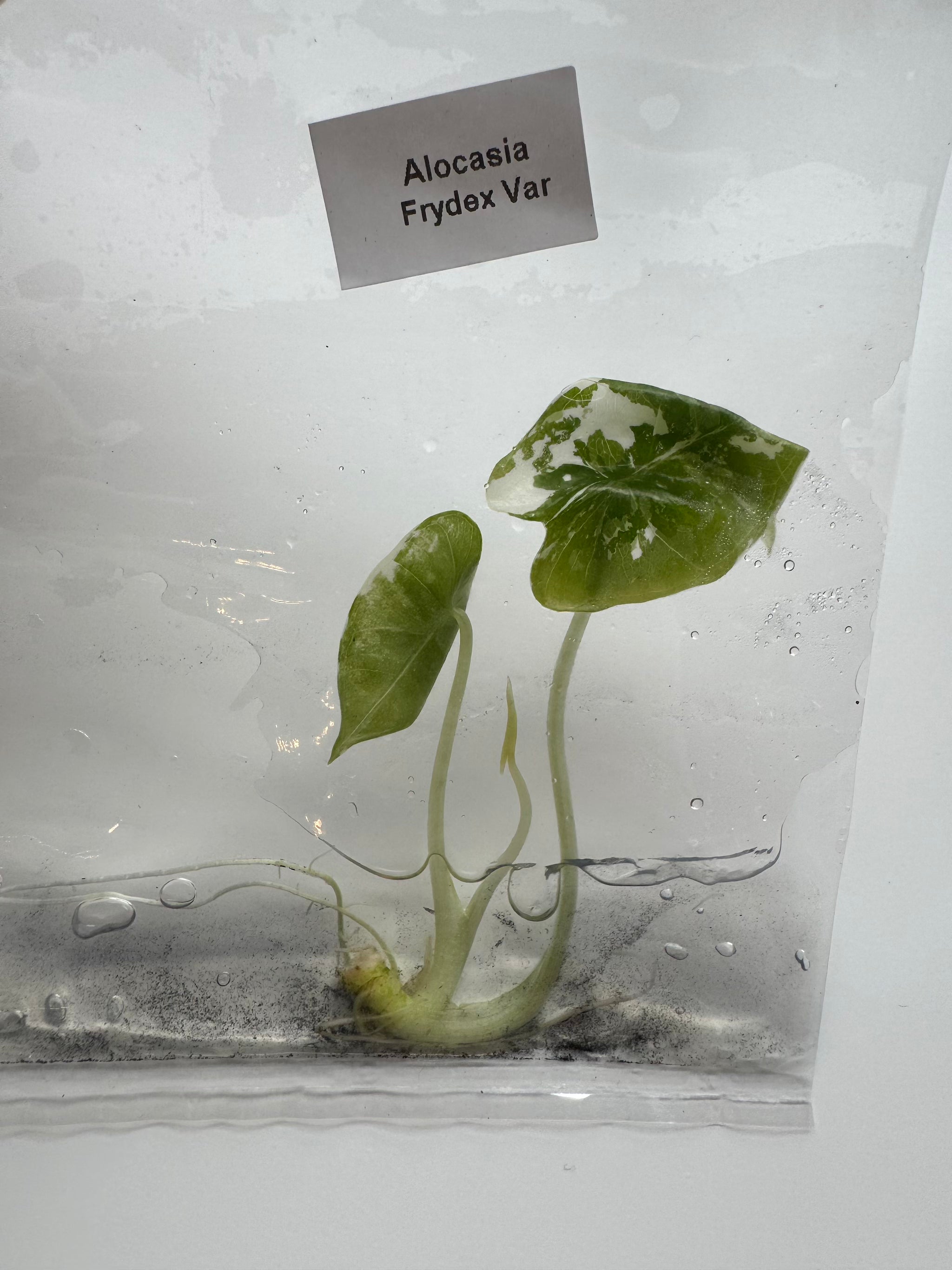 Alocasia Frydek albo