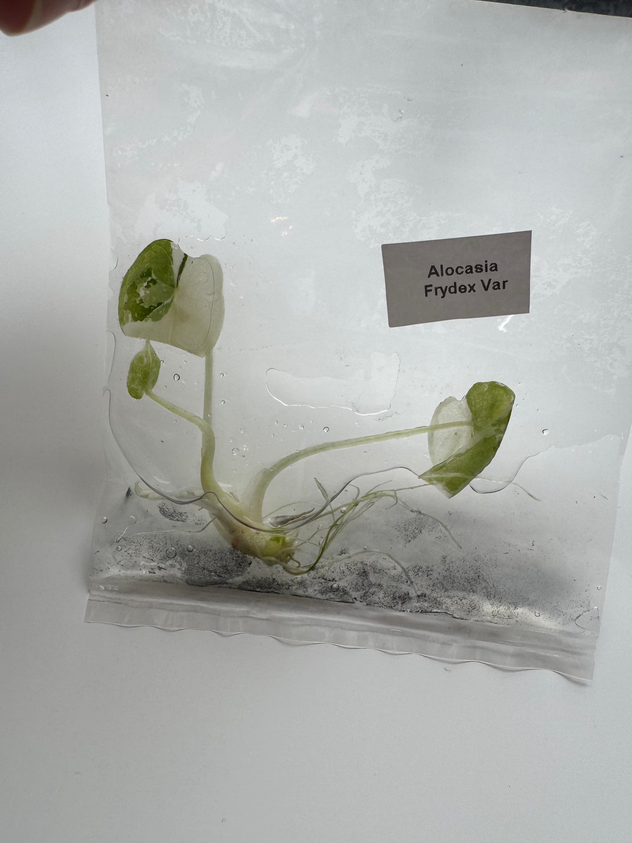 Alocasia Frydek albo