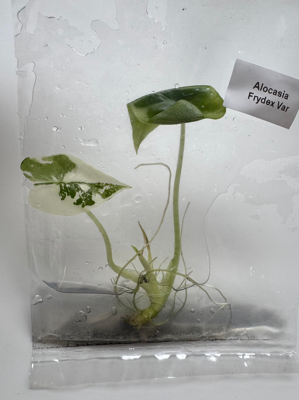 Alocasia Frydek albo