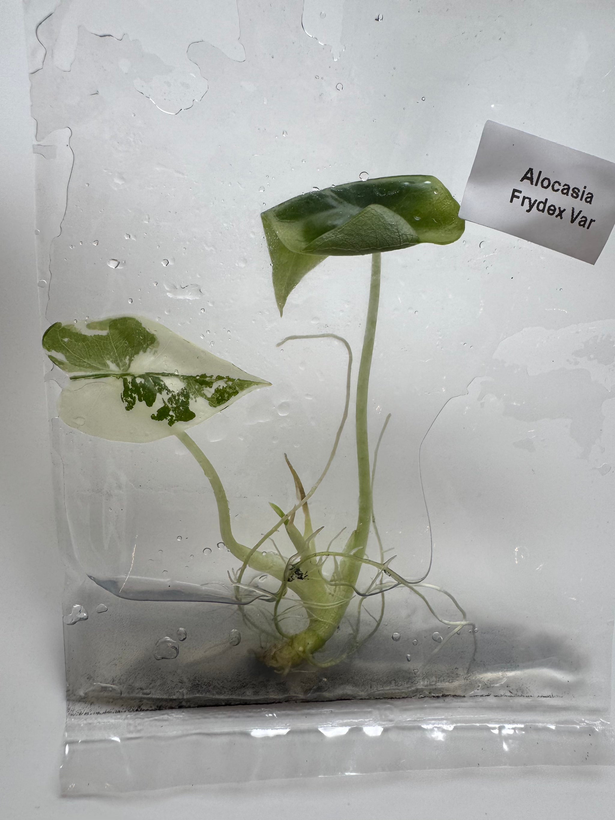 Alocasia Frydek albo