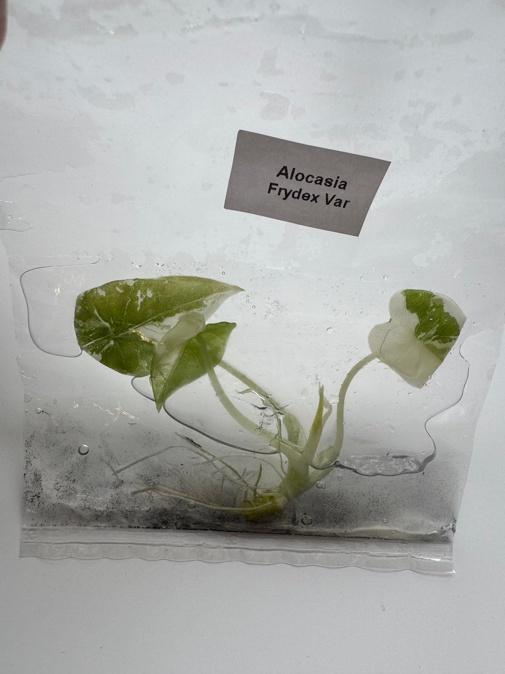 Alocasia Frydek albo
