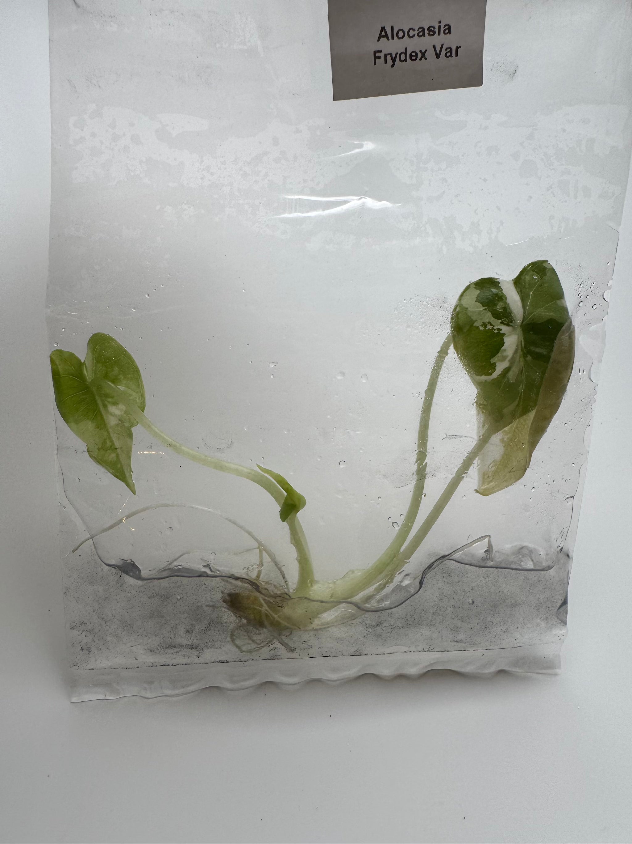 Alocasia Frydek albo