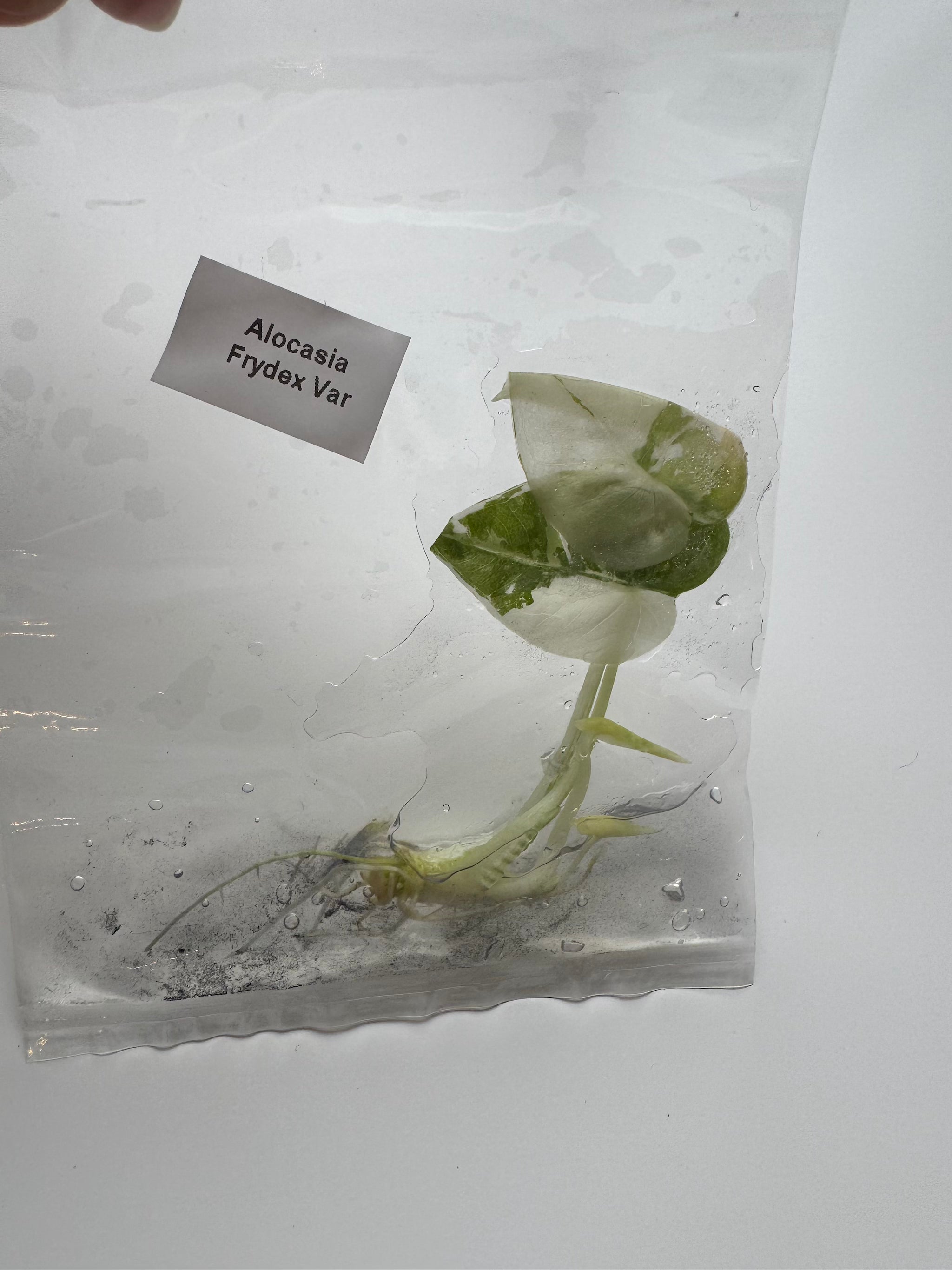 Alocasia Frydek albo