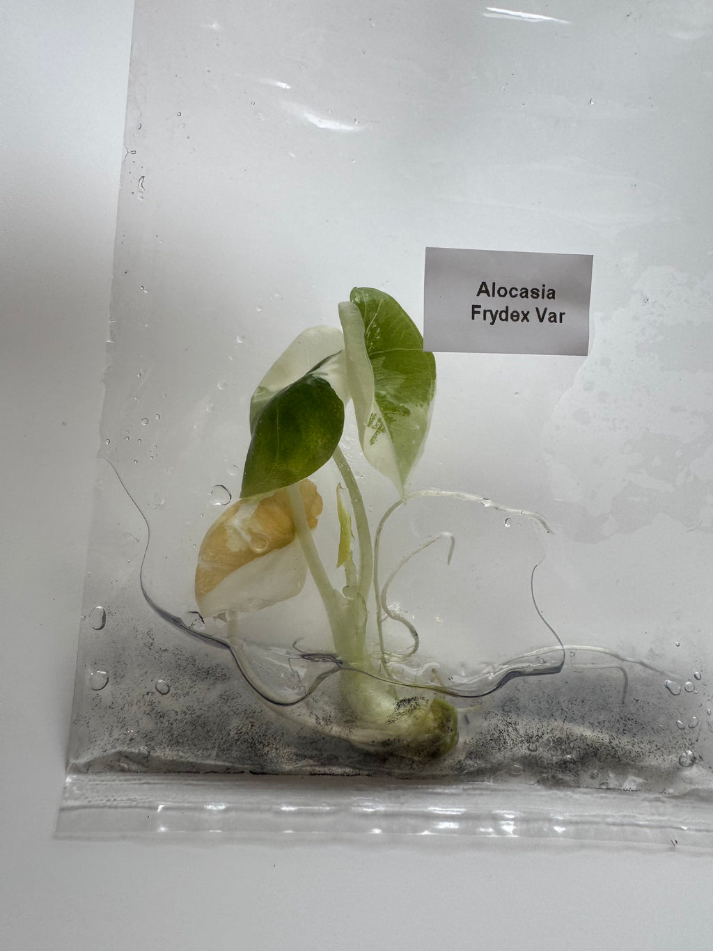 Alocasia Frydek albo