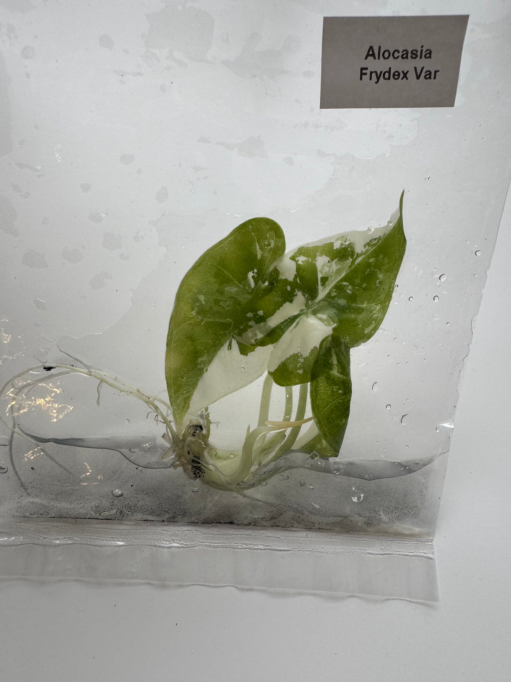 Alocasia Frydek albo