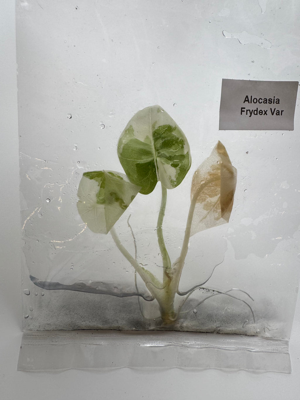 Alocasia Frydek albo