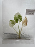 Alocasia Frydek albo