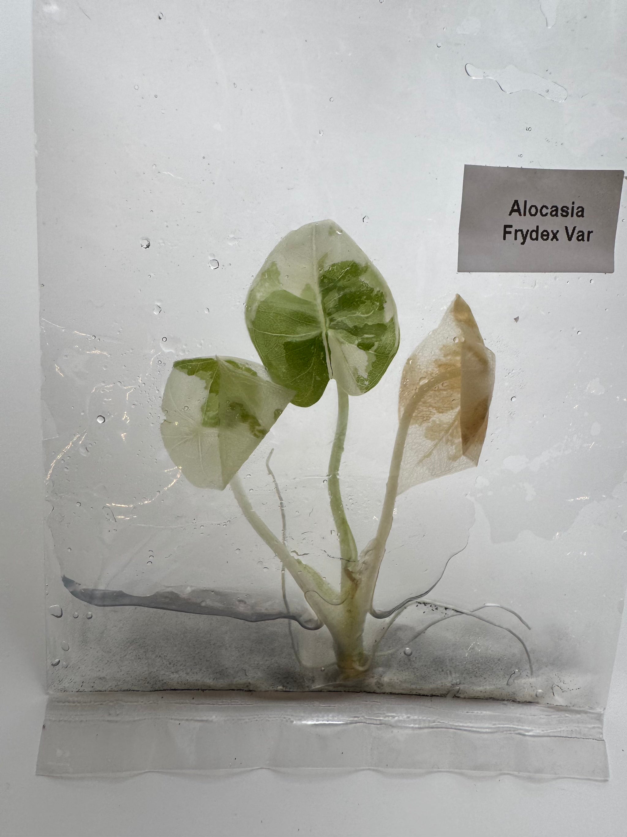 Alocasia Frydek albo
