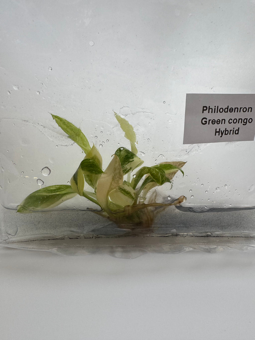Philodenron Green congo Hybrid