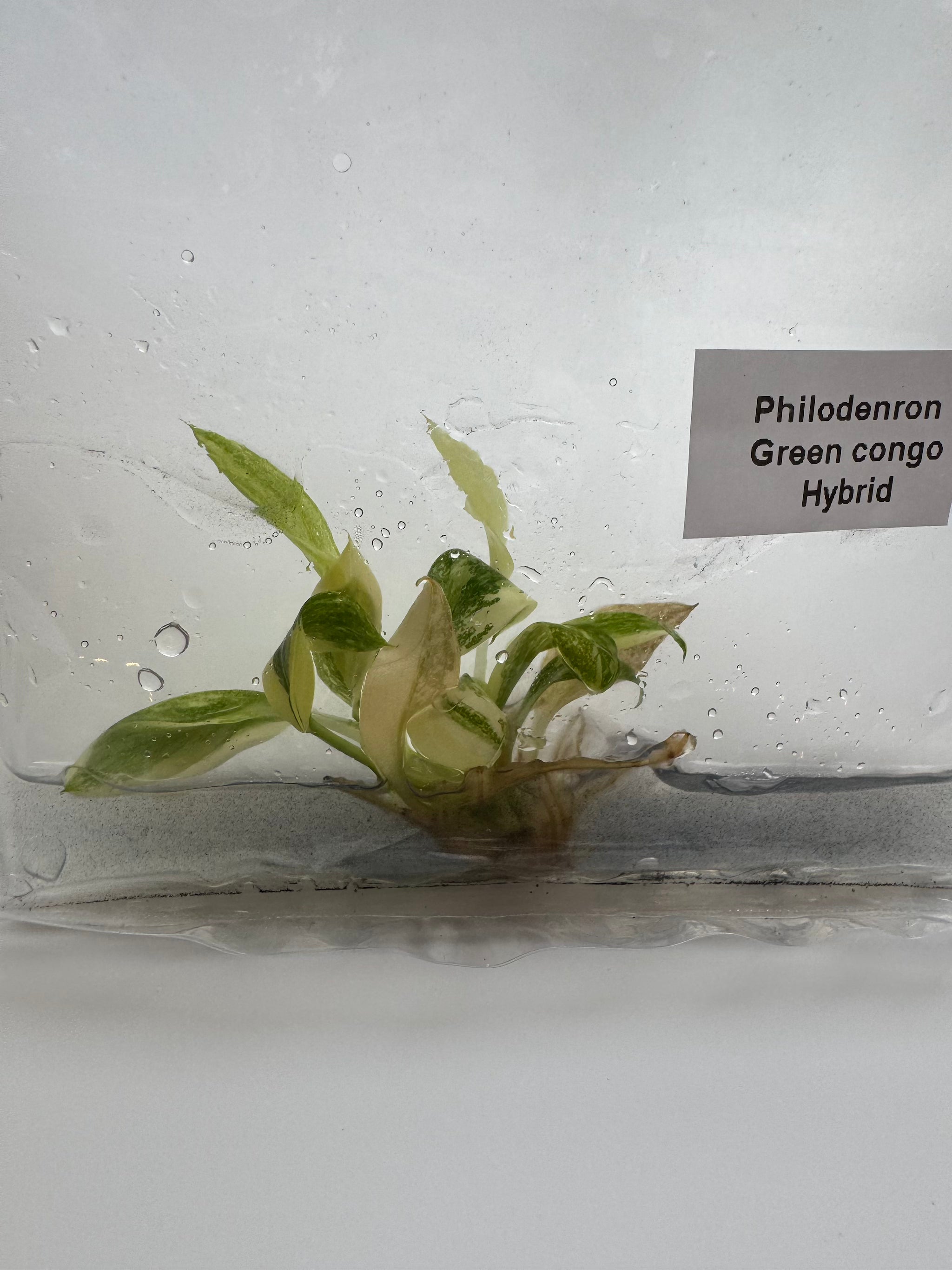 Philodenron Green congo Hybrid