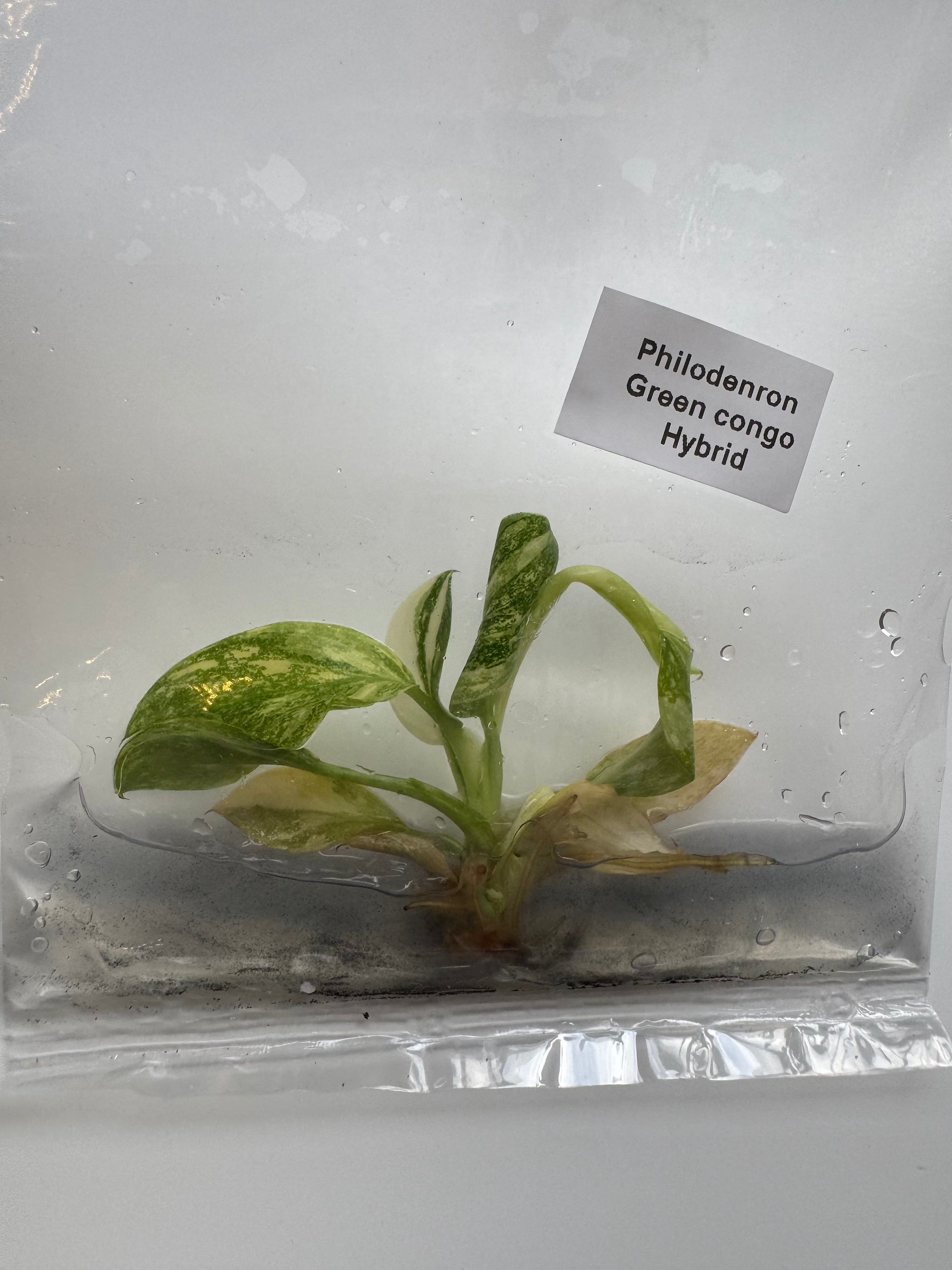 Philodenron Green congo Hybrid