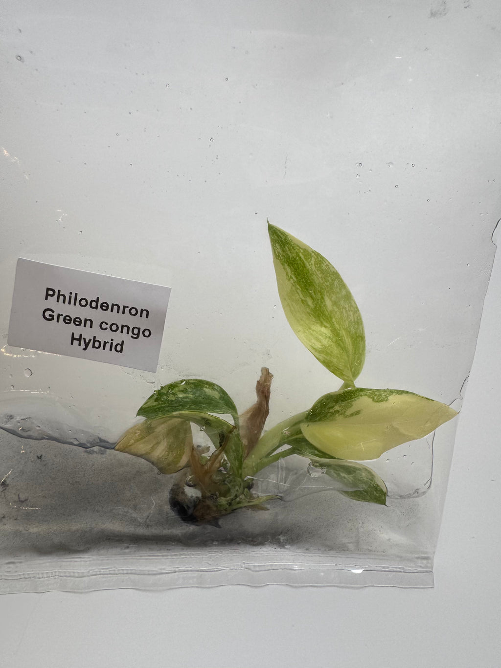 Philodenron Green congo Hybrid