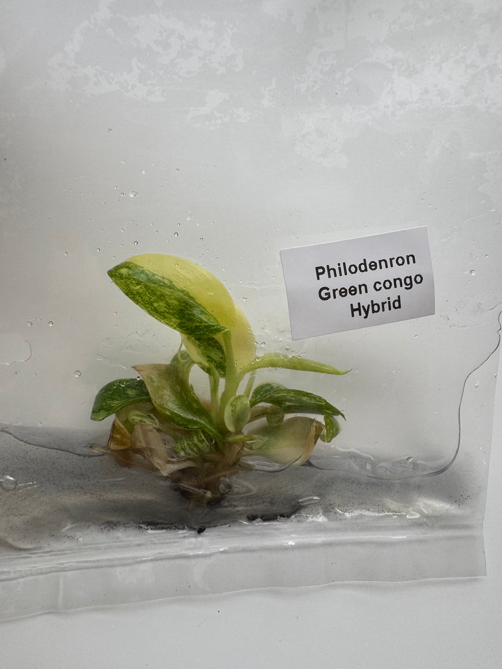 Philodenron Green congo Hybrid