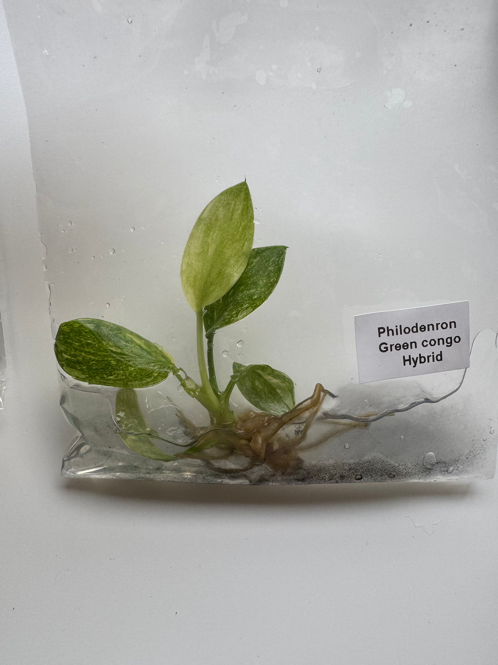 Philodenron Green congo Hybrid