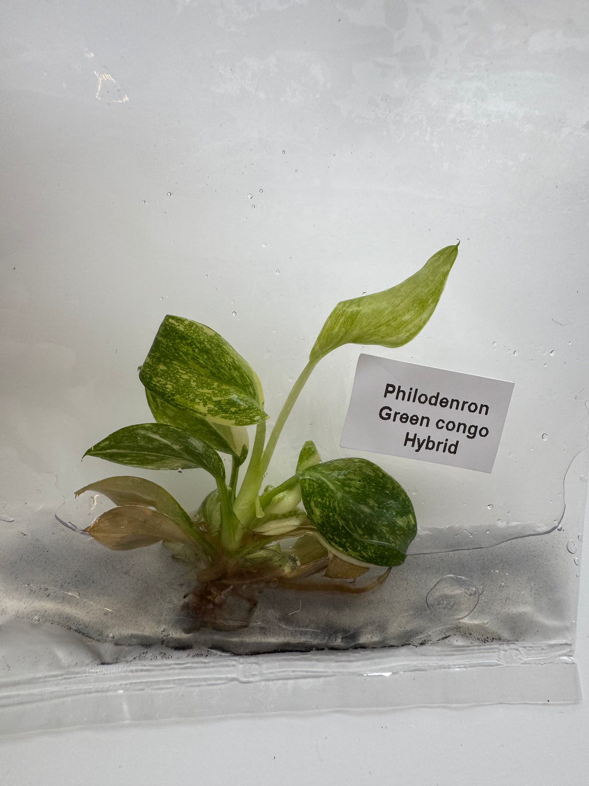Philodenron Green congo Hybrid